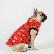 Bernard Dog Coat