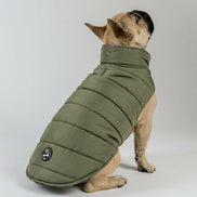 Polly Dog Coat