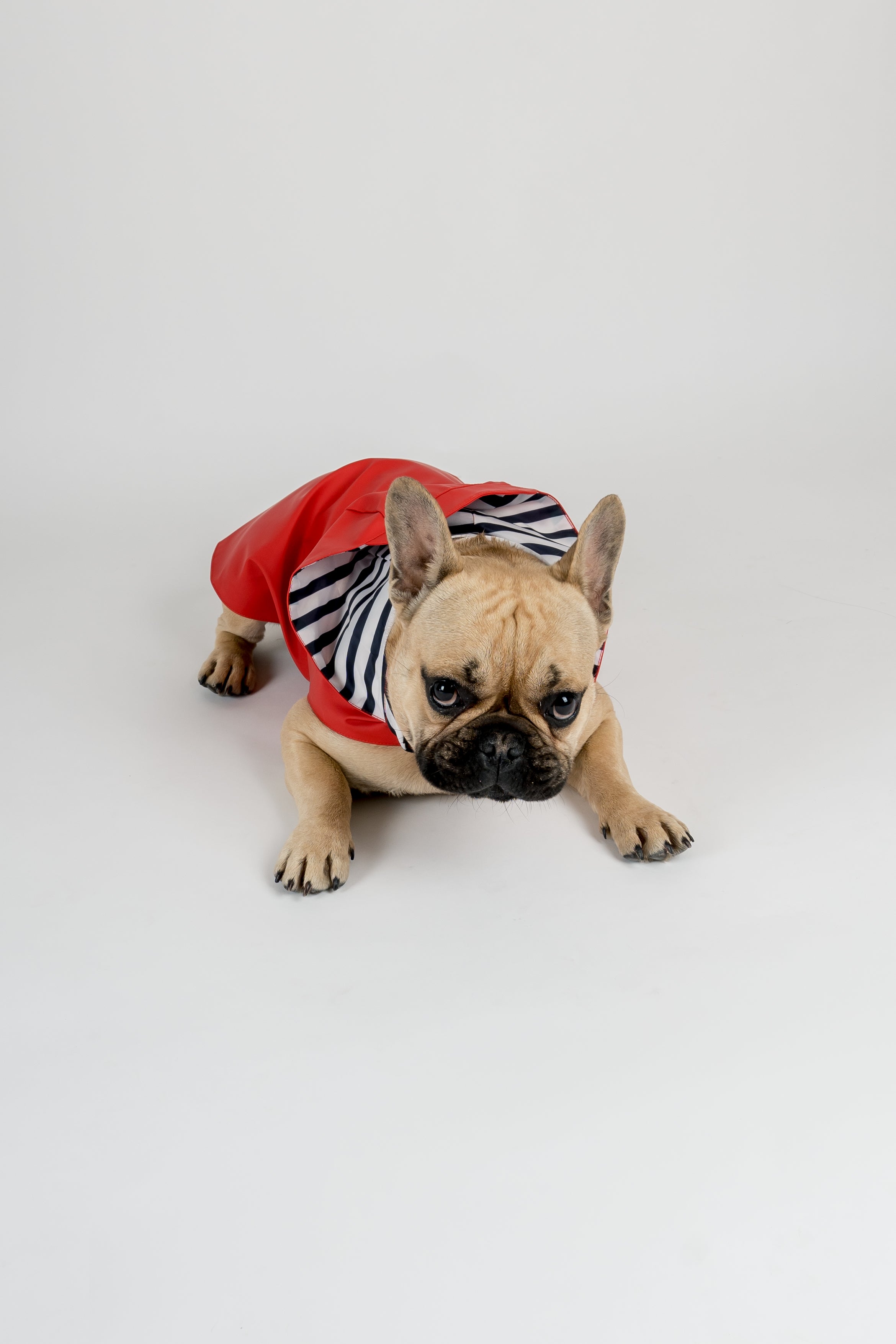 Anderson Dog Coat - Red