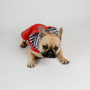 Anderson Dog Coat