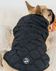 Harold Dog Coat