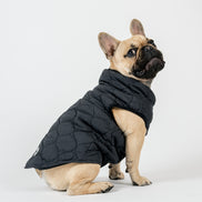 Harold Dog Coat