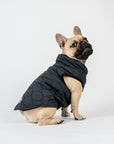 Harold Dog Coat