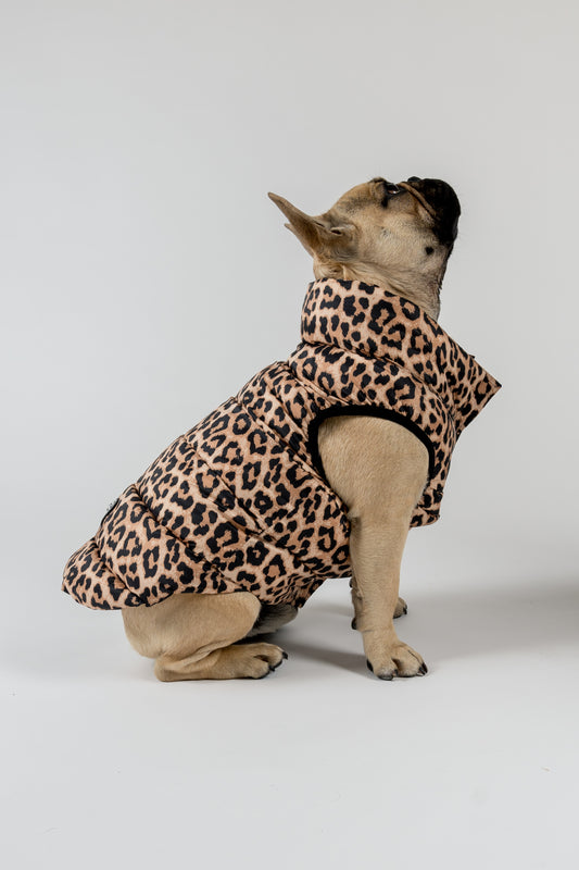 Bernard Dog Coat